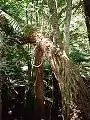 Palo rosa creciendo como hemiepifita en un Árbol helecho suave en el Parque Nacional Monga, en Nueva Gales del Sur, Australia