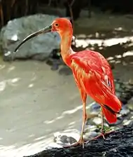 Ejemplar en el zoo de Duisburgo.