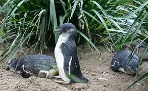 Pingüinos azules Eudyptula minor, en un zoo de Melbourne.