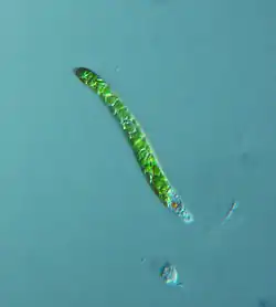 Euglena mutabilis (Euglenoidea)