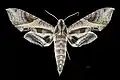 Eumorpha megaeacus