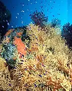 Eunicella cavolinii. Mar Mediterráneo