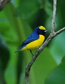 Las aves passeriformes son de las más abundantes en Costa Rica, como este ejemplar de eufonia gorgiamarilla (Euphonia luteicapilla).