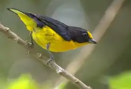 Un ejemplar macho de Euphonia violacea