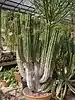 Euphorbia handiensis(Euphorbiacea)