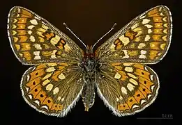 Euphydryas aurinia