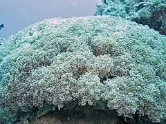 Colonia de 60 cm de ancho en isla Lizard, Australia