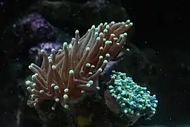 Pólipos expandidos y retraidos en Euphyllia glabrescens.