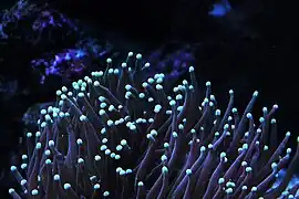 Euphyllia glabrescens con luz actínica.