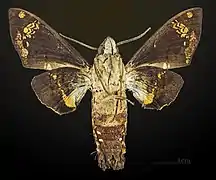 ♂  △