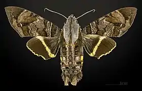 ♀