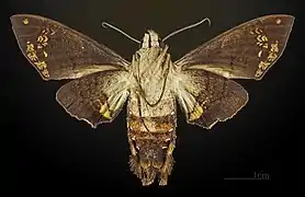 ♀ △