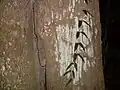 Corteza de Euroschinus falcata, en un gran árbol en Nueva Gales del Sur, Australia