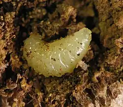 E. gigantea larva