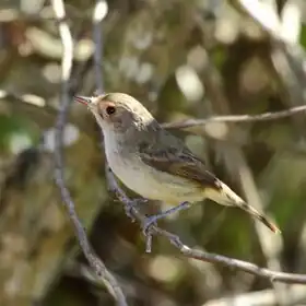 Barullero en Dourado - SP - Brasil