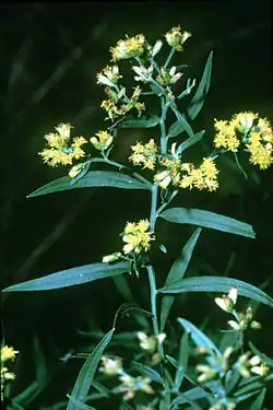 Euthamia graminifolia