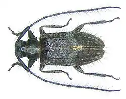 Exocentrus alboguttatus