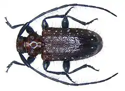 Exocentrus alboseriatus