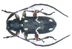 Exocentrus flemingiae