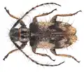 Exocentrus longipilis