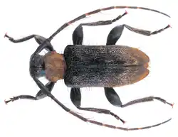 Exocentrus ruficollis