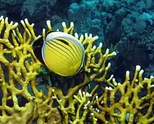 Alimentándose en una colonia de Millepora dichotoma en  Marsa Shouna, mar Rojo