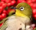 Los anteojitos deben su nombre a sus grandes anillos oculares blancos, compuestos de diminutas plumas.