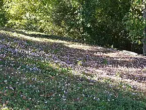 Cyclamen en el jardín.