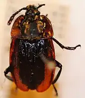 Silpha longicornis