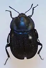 Silpha olivieri