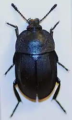 Silpha alpestris