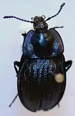 Silpha businskyorum