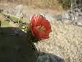 Flor de un nopal