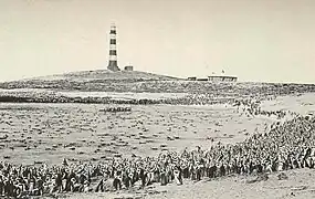 Colonia de pingüino de El Cabo (Spheniscus demersus) en la isla Dassen.