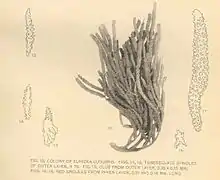 Imagen de Eunicea lubugris y sus espículas características. 1902