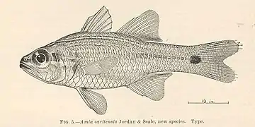 Ostorhinchus cavitensis