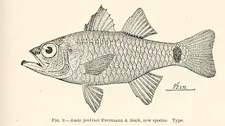 Ostorhinchus jenkinsi