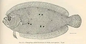 Pseudorhombus dupliciocellatus