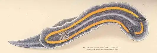 Felimare porterae
