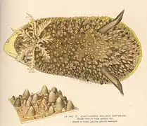 Acanthodoris brunea