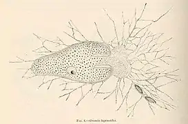 Allogromia lagenoides, concha monocámara (Monothalamea)