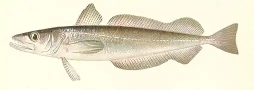 Merluccius bilinearis