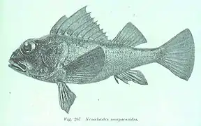 Neosebastes scorpaenoides