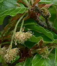 Flores masculinas (izq.) y femeninas (der.)