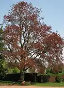 Fagus sylvatica purpurea 'Riversii'.