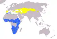 Área de distribución en el mundo del cernícalo primilla. En amarillo, áreas de cría; en azul, áreas de invernada.