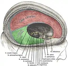 La duramadre y los pares cerebrales expuestos tras remover la mitad derecha del cráneo y el cerebro.