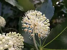 Fatsia japonica