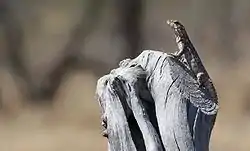 Un ejemplar del nopilchi en la Depresión del Balsas en la Reserva de la Biosfera Zicuirán Infiernillo. México.