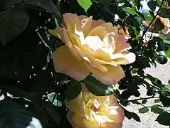 Rosa 'Federico Casas', HT, P. Dot. 1932.